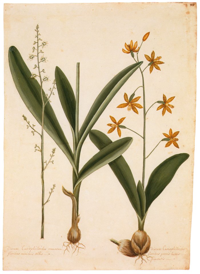 Mark Catesby – Polystachya concreta, Epidendrum boothianum [from Mark Catesby’s Natural History of America]