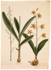 Mark Catesby – Polystachya concreta, Epidendrum boothianum [from Mark Catesby’s Natural History of America]