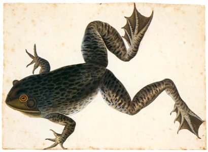 Mark Catesby – Rana catesbeiana [from Mark Catesby’s Natural History of America]. Free illustration for personal and commercial use.