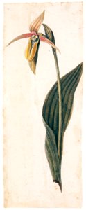 Mark Catesby – Cypripedium calceolus [from Mark Catesby’s Natural History of America]