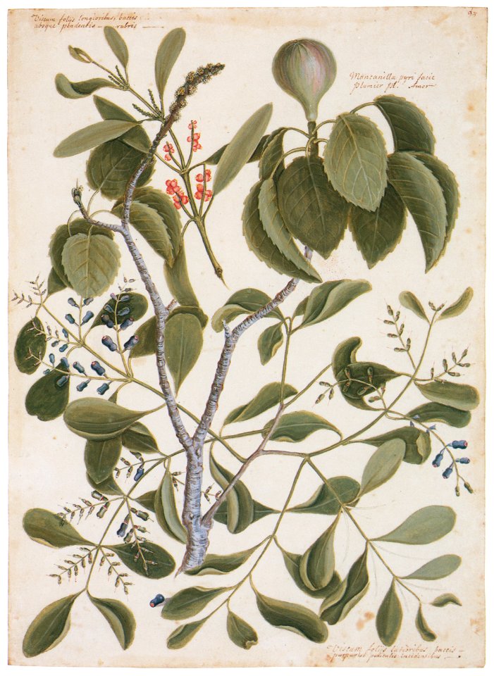 Mark Catesby – Hippomane Mancinella, Dendropenron Purpureus 