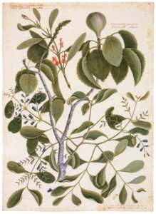 Mark Catesby – Hippomane mancinella, Dendropenron purpureus, Phoradendron rubrum [from Mark Catesby’s Natural History of America]