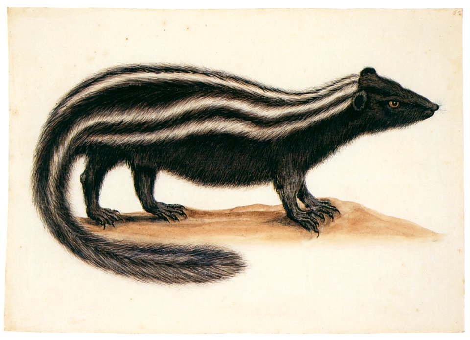 Mark Catesby – Mephitis elongata [from Mark Catesby’s Natural History of America]