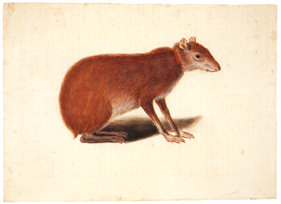 Mark Catesby – Dasyprocta sp. [from Mark Catesby’s Natural History of America]