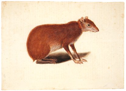 Mark Catesby – Dasyprocta sp. [from Mark Catesby’s Natural History of America]