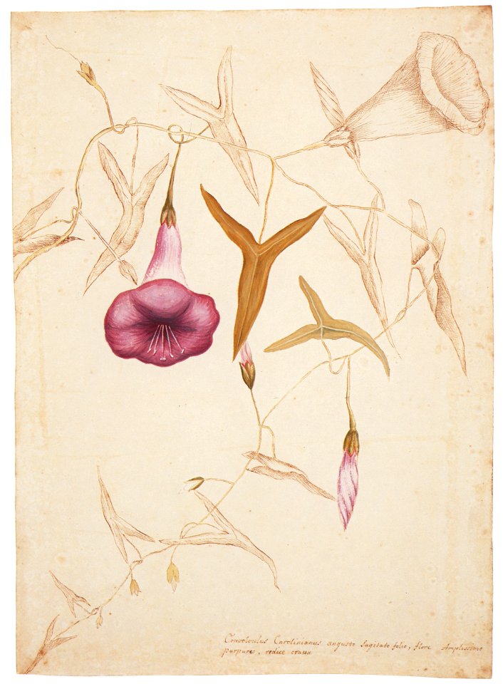 Mark Catesby – Ipomoea sagittata [from Mark Catesby’s Natural History of America]