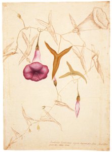 Mark Catesby – Ipomoea sagittata [from Mark Catesby’s Natural History of America]. Free illustration for personal and commercial use.