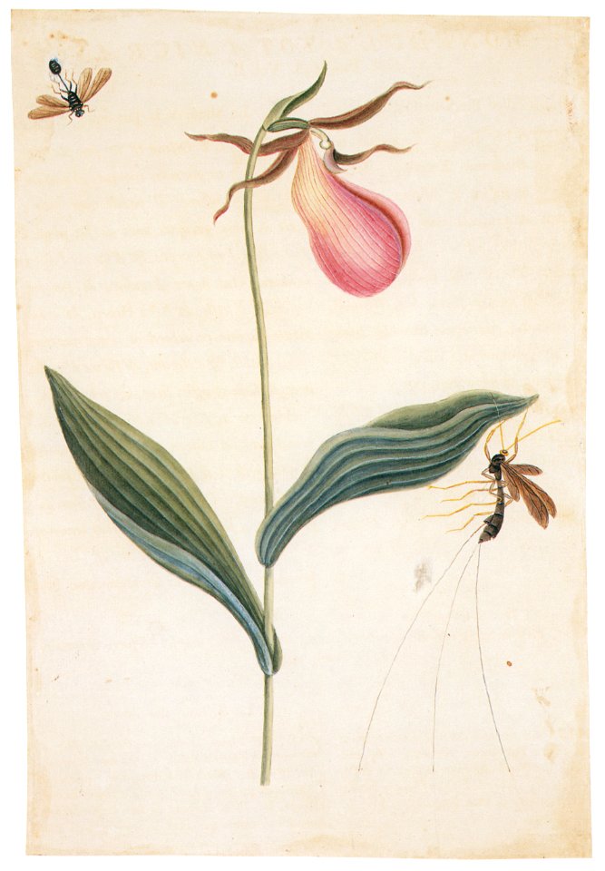 Mark Catesby – Cypripedium acaule, Ichneumon sp. [from Mark Catesby’s Natural History of America]