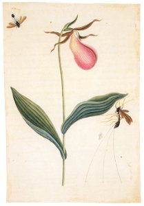 Mark Catesby – Cypripedium acaule, Ichneumon sp. [from Mark Catesby’s Natural History of America]