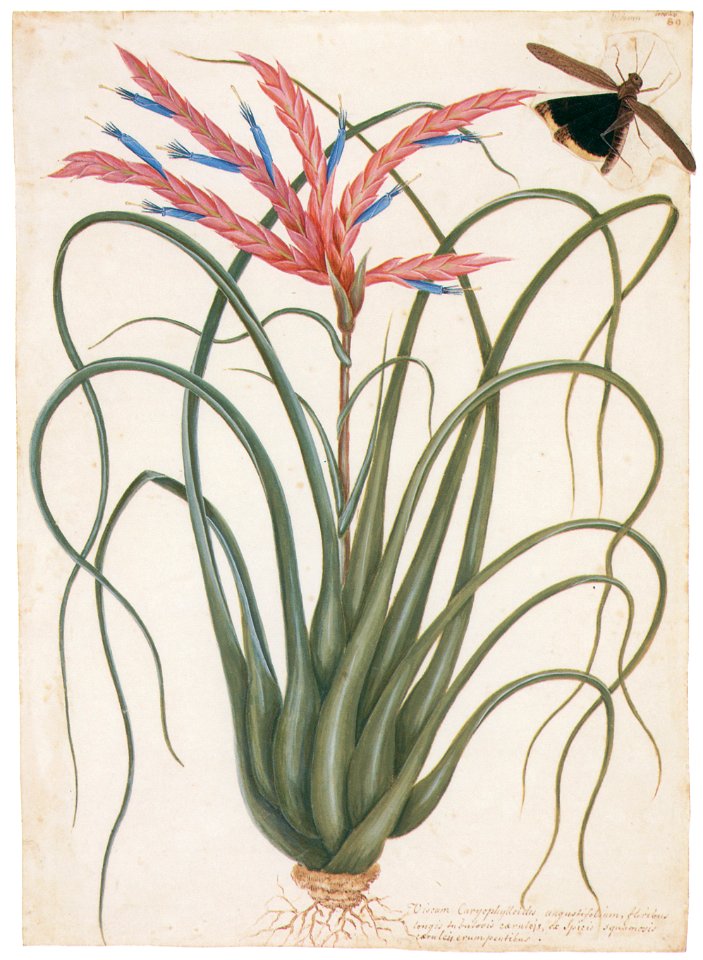 Mark Catesby – Tillandsia fasciculata [from Mark Catesby’s Natural History of America]