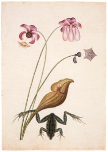 Mark Catesby – Rana clamitans, Sarracenia purpurea [from Mark Catesby’s Natural History of America]. Free illustration for personal and commercial use.