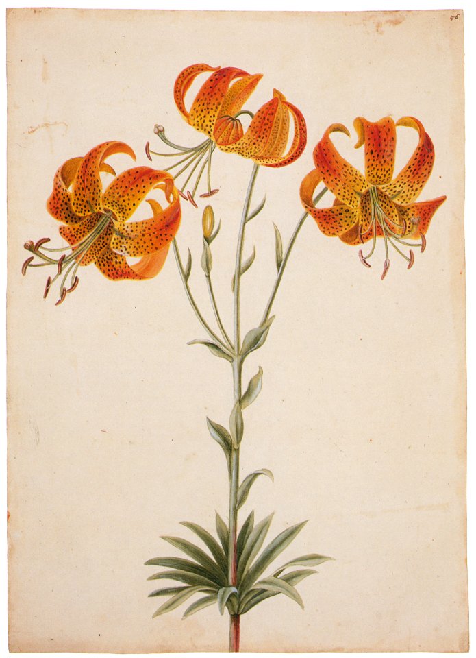 Mark Catesby – Lilium michiganense [from Mark Catesby’s Natural History of America]