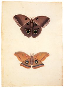 Mark Catesby – Unknown moth, Telea polyphemus [from Mark Catesby’s Natural History of America]