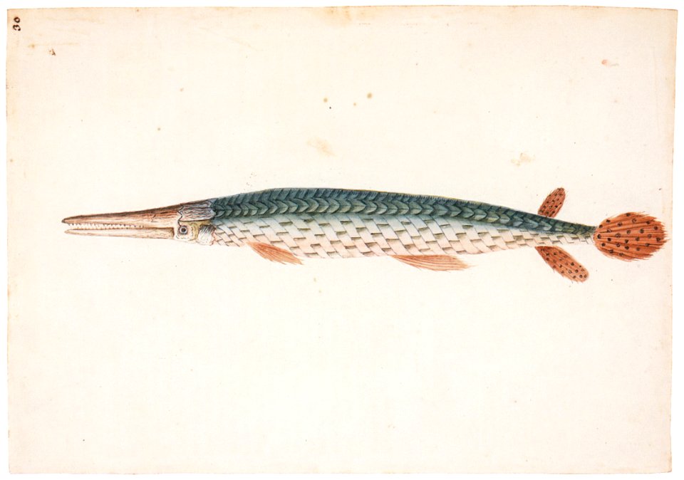 Mark Catesby – Lepisosteus osseus [from Mark Catesby’s Natural History of America]