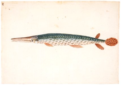 Mark Catesby – Lepisosteus osseus [from Mark Catesby’s Natural History of America]