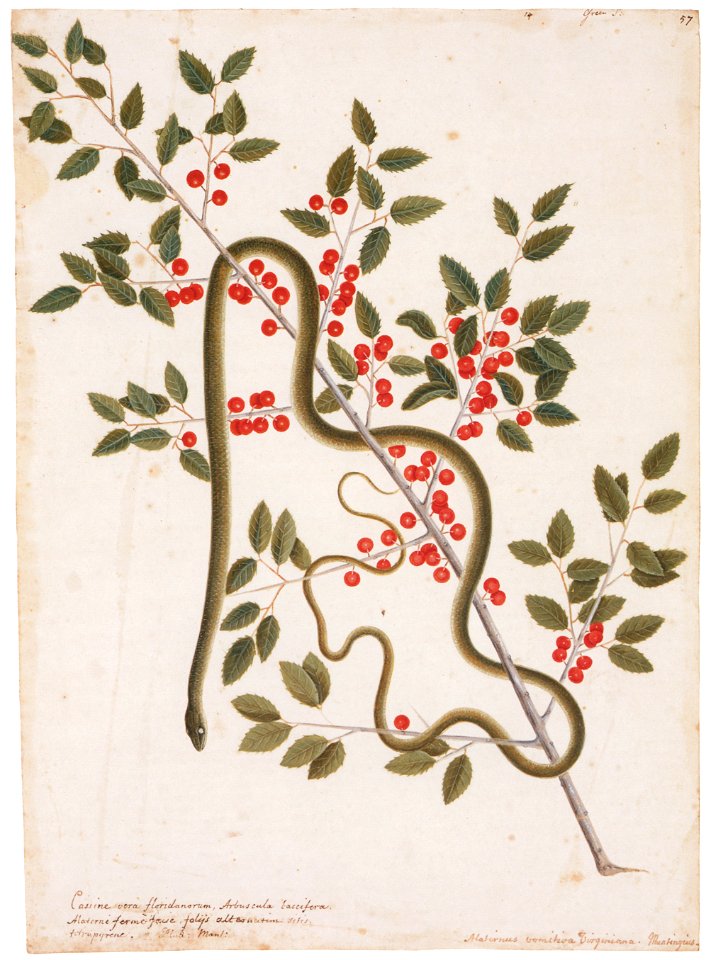 Mark Catesby – Opheodrys aestivus, Ilex vomitoria [from Mark Catesby’s Natural History of America]
