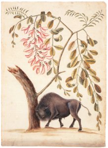 Mark Catesby – Bison bison, Robinia hispida [from Mark Catesby’s Natural History of America]. Free illustration for personal and commercial use.