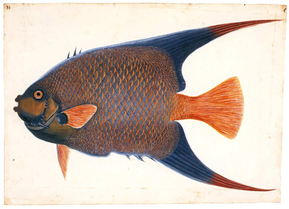 Mark Catesby – Holacanthus ciliaris [from Mark Catesby’s Natural History of America]