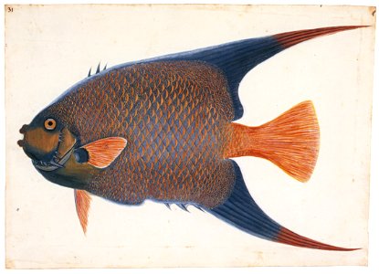 Mark Catesby – Holacanthus ciliaris [from Mark Catesby’s Natural History of America]