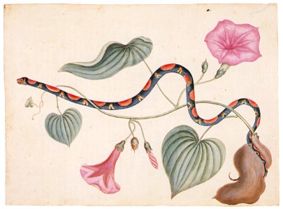Mark Catesby – Elaphe guttata, Ipomoea batatas [from Mark Catesby’s Natural History of America]. Free illustration for personal and commercial use.
