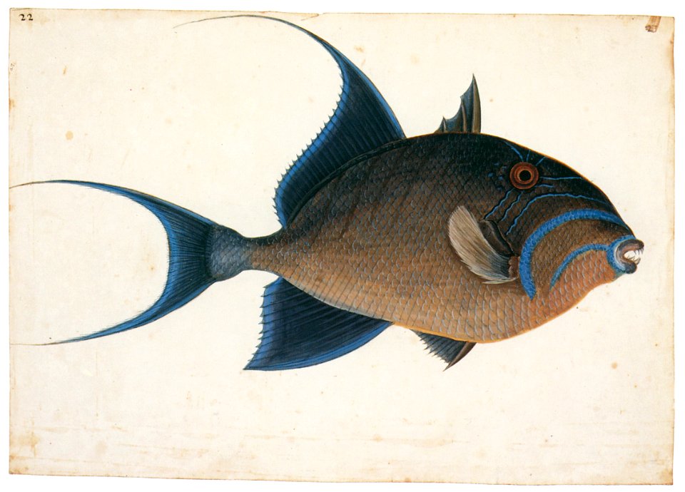 Mark Catesby – Balistes vetula [from Mark Catesby’s Natural History of America]