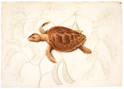Mark Catesby – Caretta caretta, Banara reticulata [from Mark Catesby’s Natural History of America]. Free illustration for personal and commercial use.