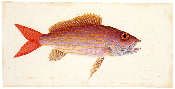 Mark Catesby – Lutjanus synagris [from Mark Catesby’s Natural History of America]