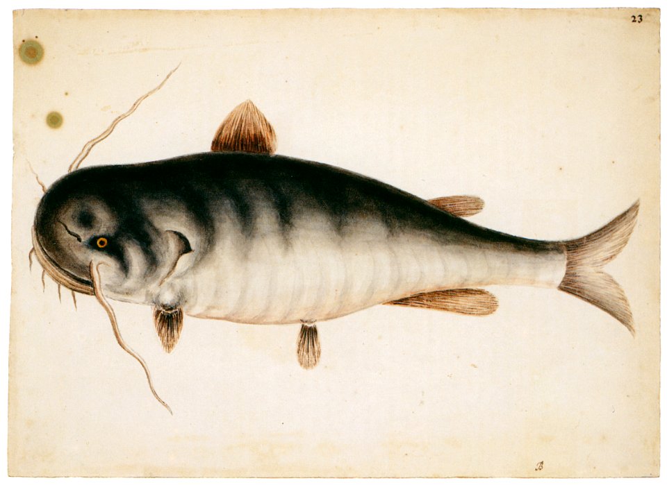 Mark Catesby – Haustor catus [from Mark Catesby’s Natural History of America]