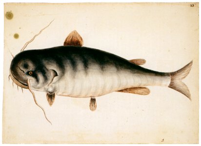 Mark Catesby – Haustor catus [from Mark Catesby’s Natural History of America]