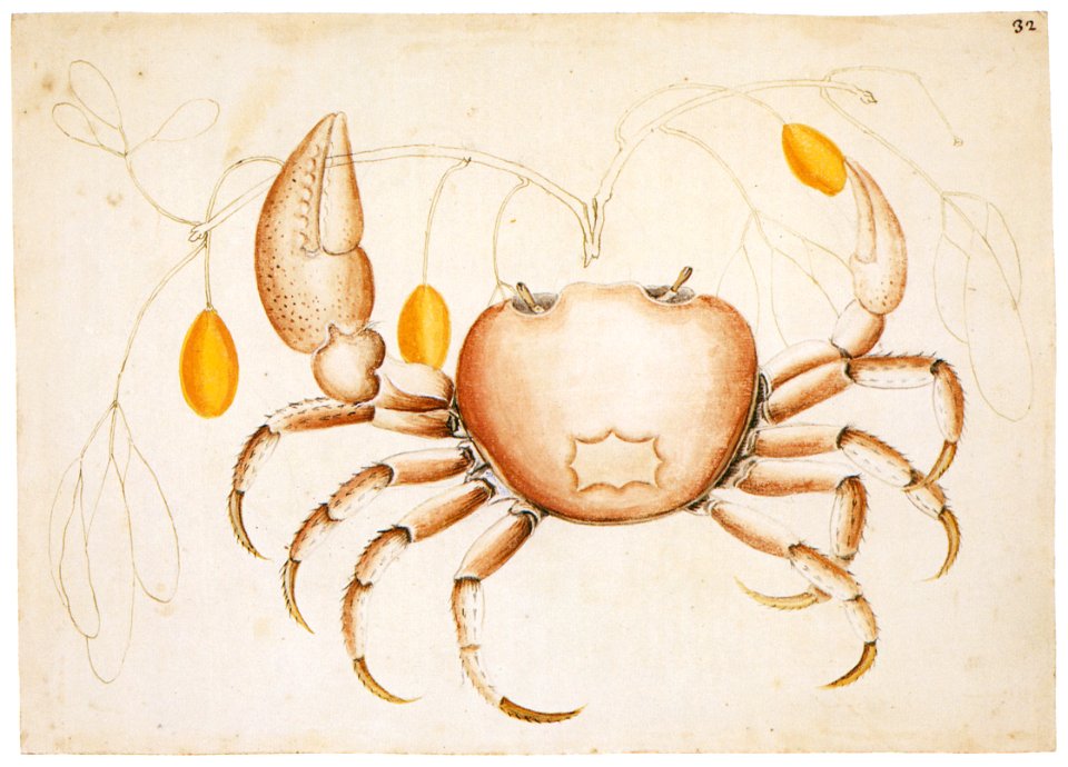 Mark Catesby – Gecarcinus ruricola, Picrodendron macrocarpum [from Mark Catesby’s Natural History of America]