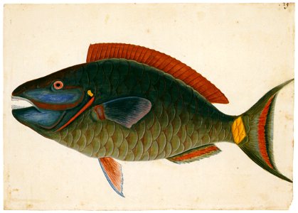 Mark Catesby – Sparisoma viride [from Mark Catesby’s Natural History of America]