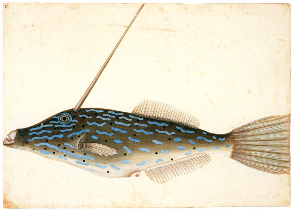 Mark Catesby – Alutera scripta [from Mark Catesby’s Natural History of America]