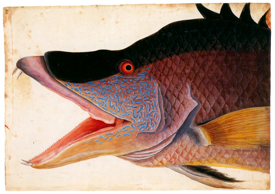 Mark Catesby – Lachnolaimus maximus [from Mark Catesby’s Natural History of America]