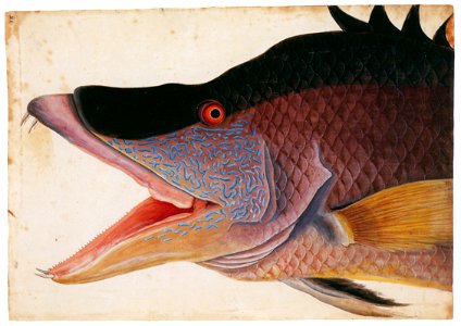 Mark Catesby – Lachnolaimus maximus [from Mark Catesby’s Natural History of America]