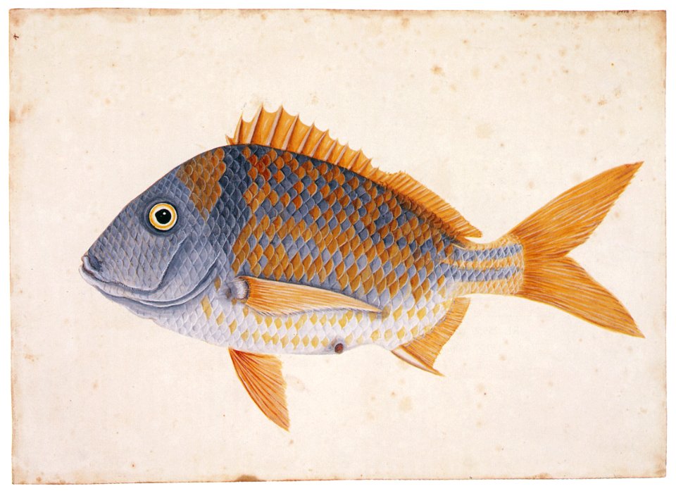 Mark Catesby – Anisotremus virginicus [from Mark Catesby’s Natural History of America]