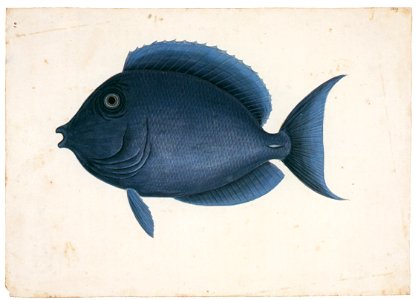 Mark Catesby – Acanthurus coeruleus [from Mark Catesby’s Natural History of America]