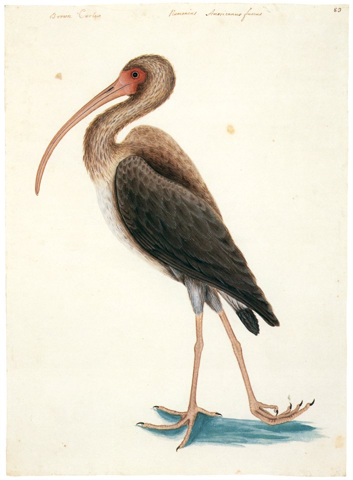 Mark Catesby – Eudocimus albus [from Mark Catesby’s Natural History of America]