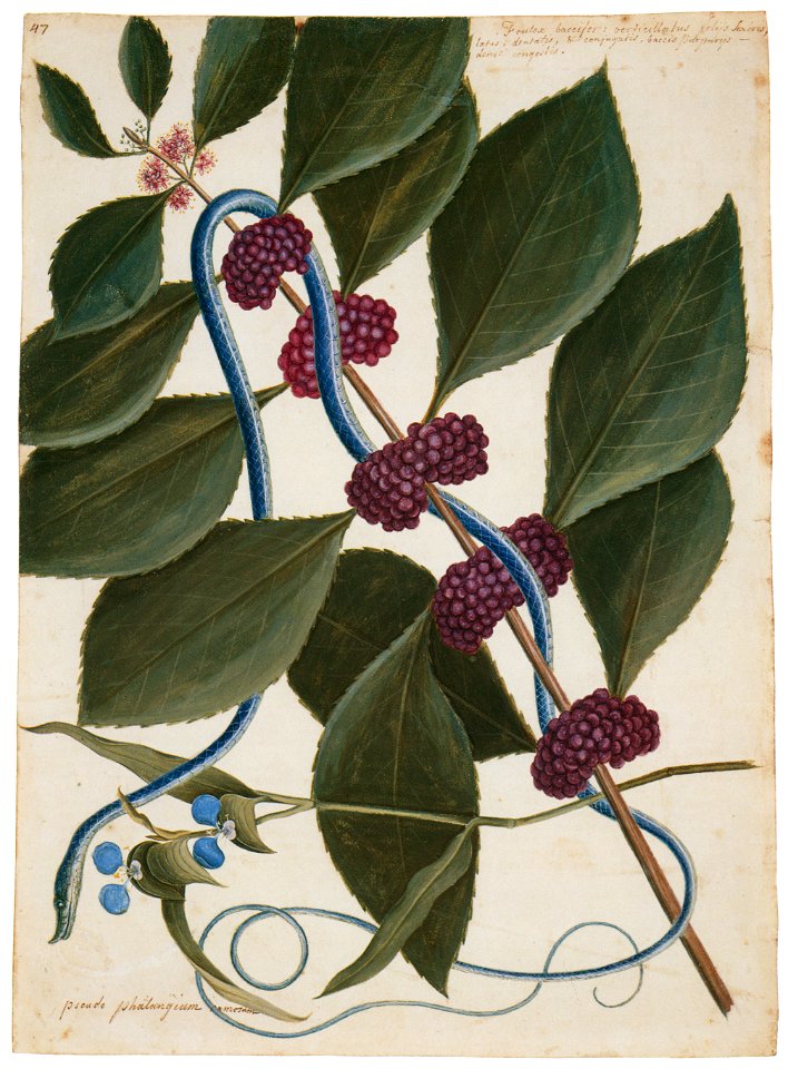 Mark Catesby – Snake, Callicarpa americana, Commelina virginica [from Mark Catesby’s Natural History of America]