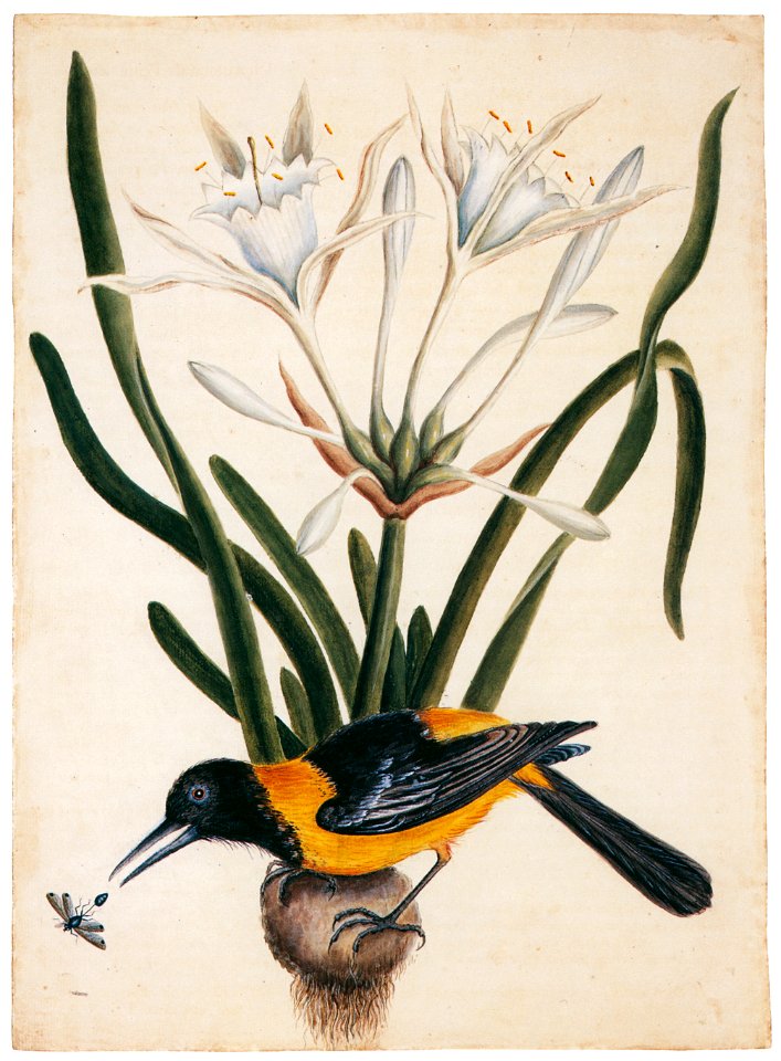 Mark Catesby – Icterus icterus, Pancratium carolinianum [from Mark Catesby’s Natural History of America]