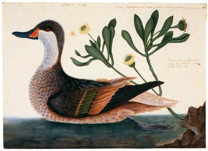 Mark Catesby – Anas bahamensis, Borrichia arborescens [from Mark Catesby’s Natural History of America]