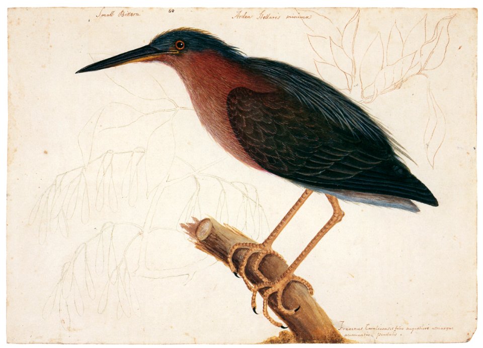 Mark Catesby – Butorides virescens, Fraxinus americana [from Mark Catesby’s Natural History of America]
