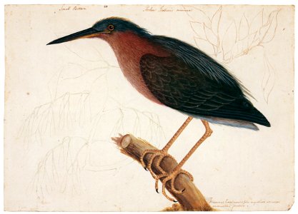 Mark Catesby – Butorides virescens, Fraxinus americana [from Mark Catesby’s Natural History of America]