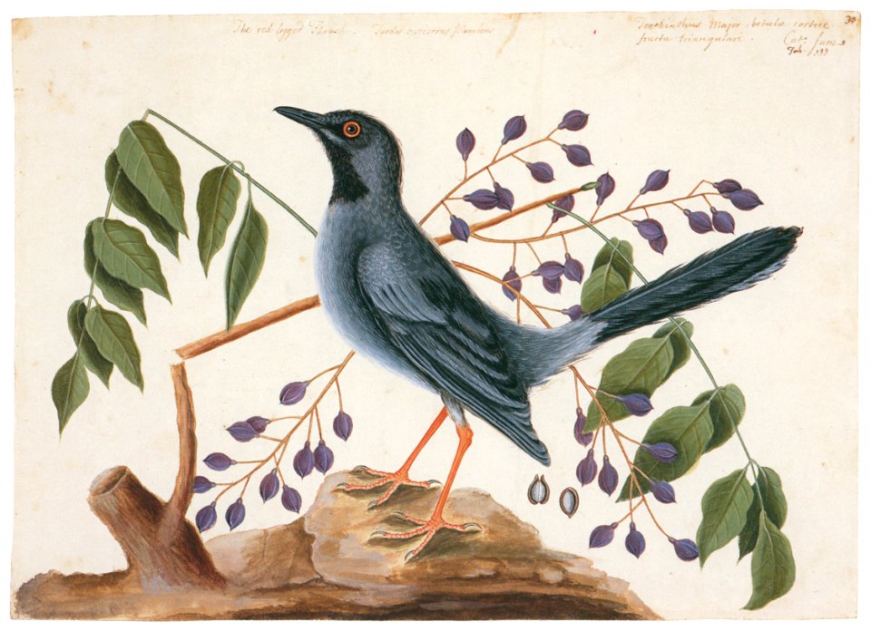 Mark Catesby – Turdus plumbeus, Elaphrium simaruba [from Mark Catesby’s Natural History of America]