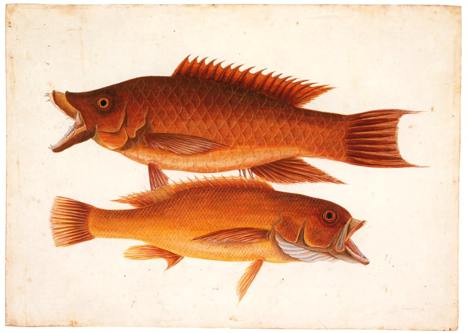 Mark Catesby – Bodianus rufus, Cephalopholis fulva [from Mark Catesby’s Natural History of America]