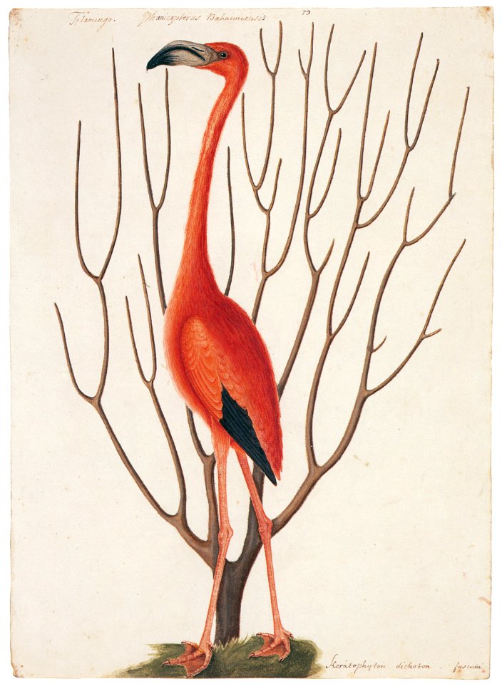 Mark Catesby – Phoenicopterus ruber [from Mark Catesby’s Natural History of America]