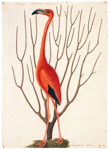 Mark Catesby – Phoenicopterus ruber [from Mark Catesby’s Natural History of America]
