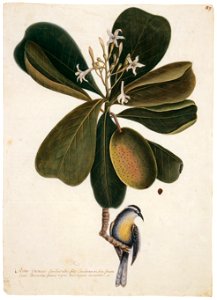 Mark Catesby – Coereba flaveola bahamensis, Casasia clusiifolia [from Mark Catesby’s Natural History of America]. Free illustration for personal and commercial use.