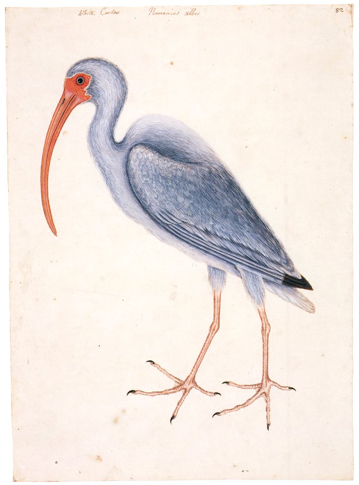 Mark Catesby – Eudocimus albus [from Mark Catesby’s Natural History of America]