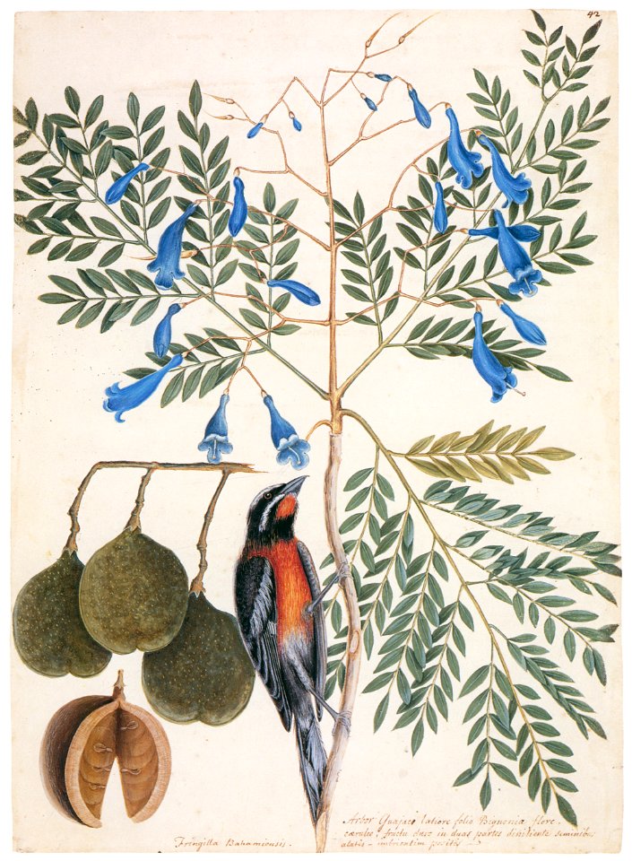 Mark Catesby – Spindalis zena, Jacaranda caerulea [from Mark Catesby’s Natural History of America]