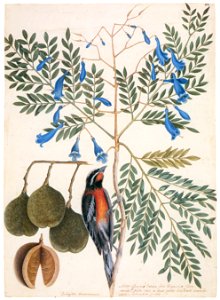 Mark Catesby – Spindalis zena, Jacaranda caerulea [from Mark Catesby’s Natural History of America]